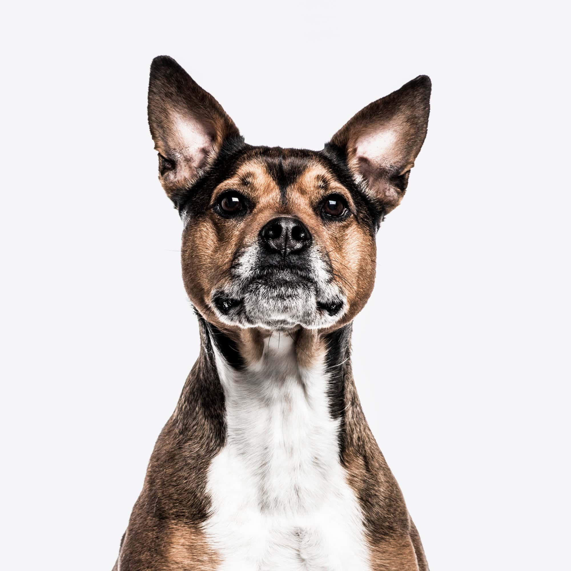Crossbreed dog isolated on white