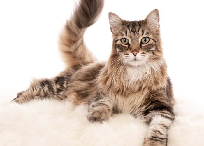 Closeup shot of a cat lying on a white fluffy texture isolated on a white background